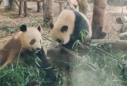 娱乐吃瓜熊猫视频在线观看